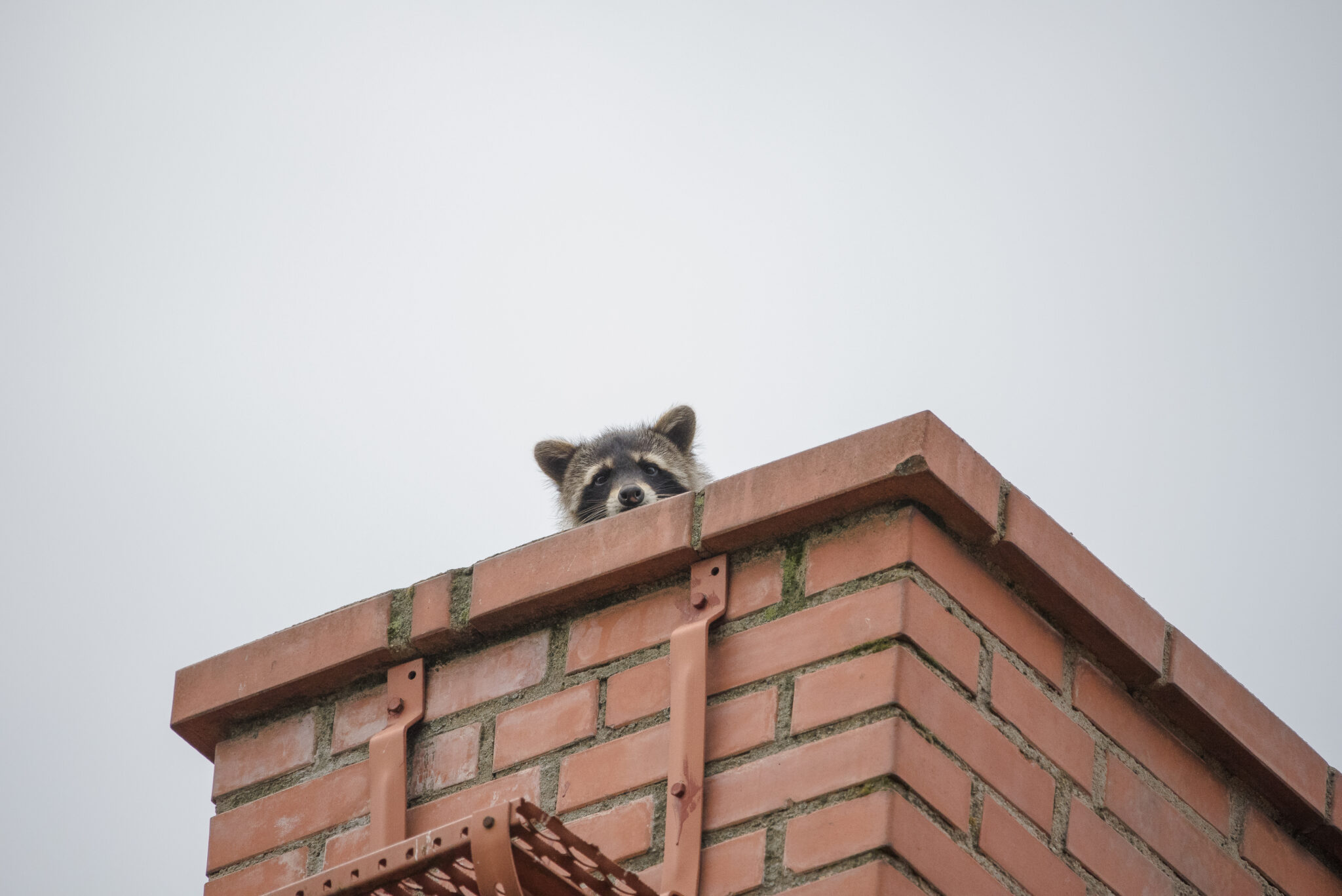 Keep Animals Out of Your Chimney For Good! Here’s How Ray Arnold